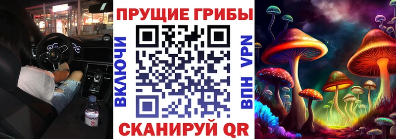 Галлюциногенные грибы Psilocybe  Болохово 